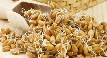 Jak klíčit pšenici doma?